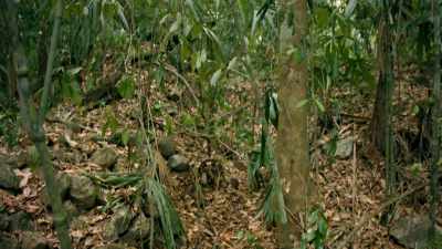 In the simplest way possible - Lost Treasures of the Maya