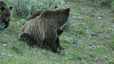 In the span of
a single lifetime, - Epic Yellowstone
