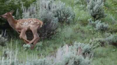 In the struggle of the chase - Epic Yellowstone