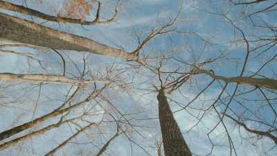 In the summer, you
can't see anything - The Cabin Chronicles
