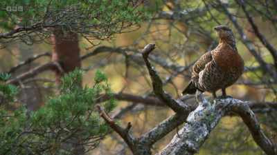 In the trees above, a female,
or hen, has arrived. - Wild Isles