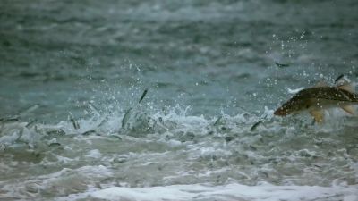 In the turbulent, shallow water, - Hostile Planet