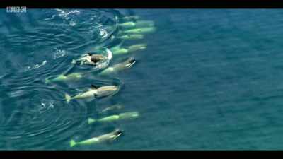 In the UK, we have one
really striking example of that. - Extinction: The Facts