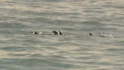 In the water, the real trials begin. - Penguin Town