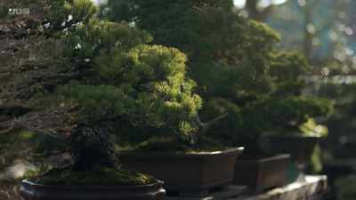 In the West, we might think
of bonsai - The Art of Japanese Life
