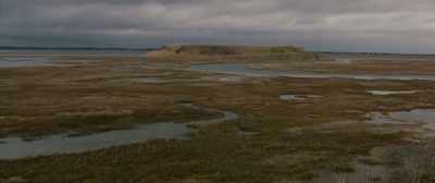 In the wetlands, - Wetlands