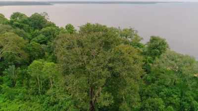IN THE WILD, THEY NEVER GROW
THIS CLOSE TOGETHER. - Lost Cities of the Amazon