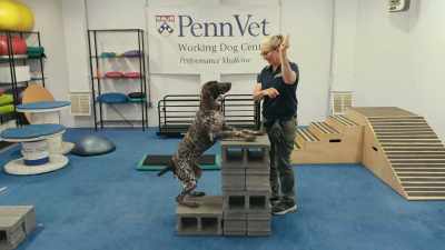In the wild,
wolves don't need calisthenics. - Inside the Mind of a Dog