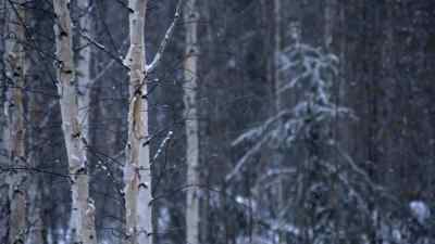 IN THE WINTERTIME
THERE'S BEAUTY... - The Last Alaskans