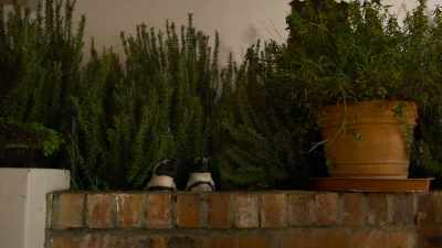 In their hilltop castle... - Penguin Town