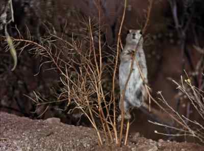In their panic, some
literally grasp at straws. - The Living Desert