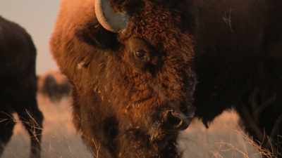 In their place, the modern
buffalo evolved and multiplied, - The American Buffalo