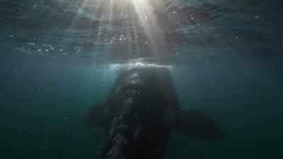 In these calm, shallow waters, - Planet Earth III