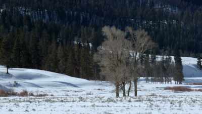 In these conditions,
they're top dog. - Yellowstone: One-Fifty