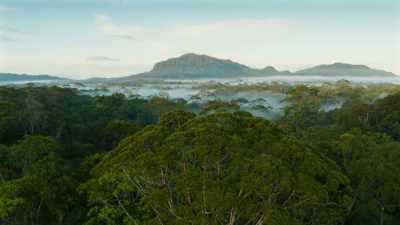In these dense forests, it's not
easy for animals to see one another - Seven Worlds, One Planet