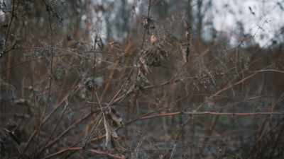 In these remote regions, - Secrets of the Sasquatch
