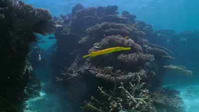In these sunlit waters,
colour is everywhere. - Attenborough's Life in Colour