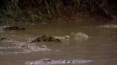 In these waters. It is still - Africa: The Serengeti