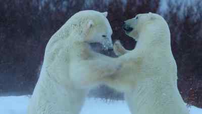 In time, the young cubs
will need to learn how to duel. - Predators