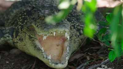 In times of food shortage, - Modern Dinosaurs