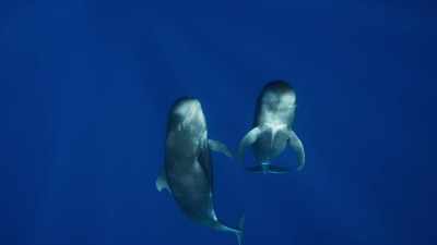 In top predators like these, - Blue Planet II