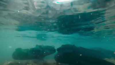In turbid water, - Modern Dinosaurs