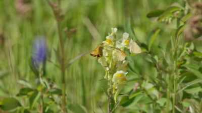 In turn, plants that the elk fed - Yellowstone: One-Fifty