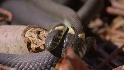 In two or three months,
she may lay as many as 40 eggs, - Wild Nordic