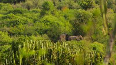 In Uganda, - Wild Babies
