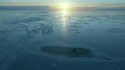 In warmer waters,
they will face other challenges. - Prehistoric Planet