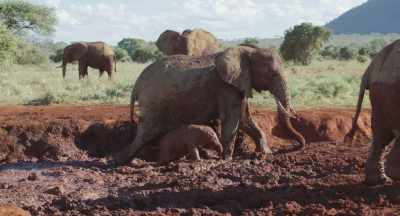 In this way, the killifish babies
get to move between water holes - The Elephant Queen