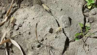 In this way, the seeds work
their way along the ground - The Green Planet