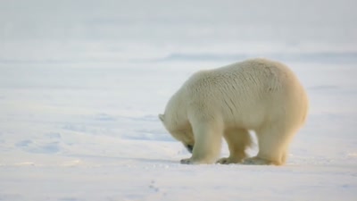'In his whole life, - A Year on Planet Earth