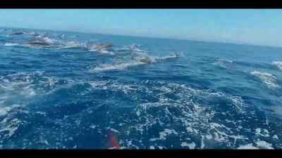 In this wilderness, - Our Oceans