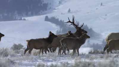 In winter, elk is the main
thing on the menu for this pack. - Yellowstone: One-Fifty