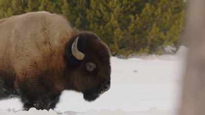 In winter, when the bison's fur
was the thickest, - The American Buffalo