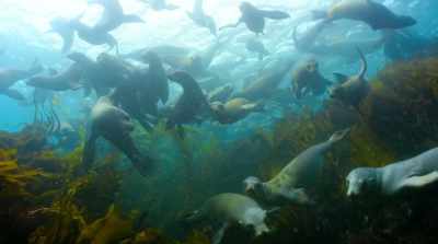 In this world,
a species can only thrive... - David Attenborough: A Life on Our Planet