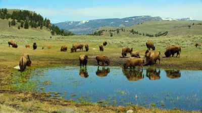 In Yellowstone, that's included species - Our Great National Parks