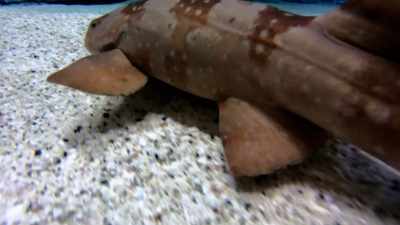 including Flash, a mature white-spotted
bamboo shark. - Magic of Disney's Animal Kingdom