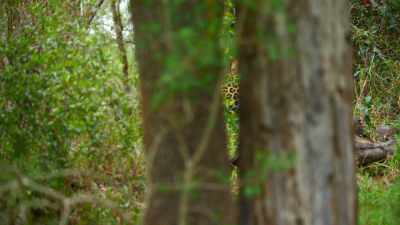 Including one familiar big cat. - The Secret Lives of Animals