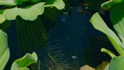 Including one that has been
waiting in the depths - The Green Planet