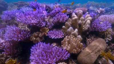 including since 2016. - Blue Planet II