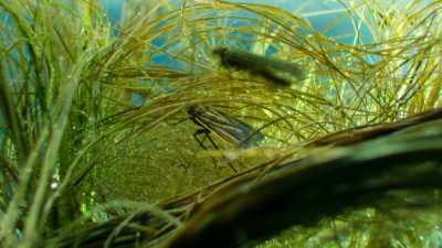 Including sloth moths, - Our Great National Parks