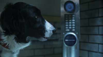 Incorrect. - Cats & Dogs 3: Paws Unite