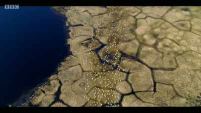 Increasing temperatures mean some
species are unable to survive - Extinction: The Facts