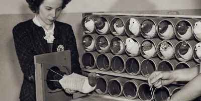Incredible as it may sound,
successful lab tests meant - White Rabbit Project