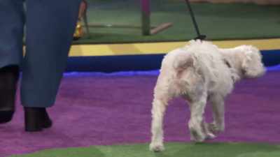 Incredible to see the reaction - 2022 American Rescue Dog Show