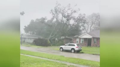 Incredibly, the gigantic tree - Neighborhood Wars