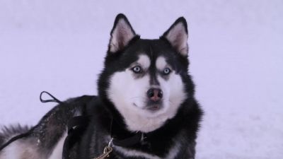 Incroyable Did you just see that - Snow Buddies