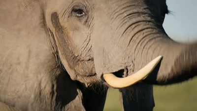 'Indeed, much of
an elephant's behaviour is learned. - A Year on Planet Earth